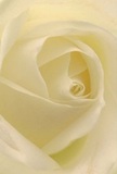 This evocative image carries you into the gentle heart of a cream-white rose, its softest petals unfurling in a delicate spiral-the effect as calming as a stroll through Battersea Park at dawn. The texture is whisper-light, with folds of ivory accented by subtle, restful shadows that add quiet depth and emotional resonance. It's a moment suspended in time, radiating the kind of peace reserved for intentions of sympathy, admiration, or new beginnings-occasions so often marked with thoughtful bouquets from Battersea's own floral experts. The close focus allows you to sense the artistry in every detail, from the velvety matte touch to the imagined, sweet trace of fragrance-a gentle comfort in the air. What endures is not simply beauty, but an expression of sincere emotion captured for the people of Battersea-a testament to the care woven into every petal, and every special memory entrusted to a local florist.